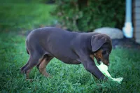 PENNY, a female Doberman Pinscher for sale in Baltic, OH – 7 of 9
