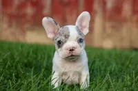 MARLEY, a male Frenchton for sale in Baltic, OH – 4 of 10