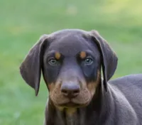 ODIN, a male Doberman Pinscher for sale in Baltic, OH – 2 of 7