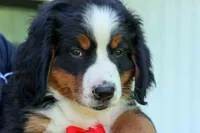 SPIKE, a male Bernese Mountain Dog for sale in Baltic, OH – 9 of 10