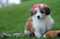 NALA, a female Pembroke Welsh Corgi and Poodle - Miniature  for sale in Baltic, OH – 5 of 10