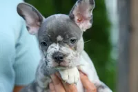 MINDY, a male Frenchton for sale in Baltic, OH – 5 of 9