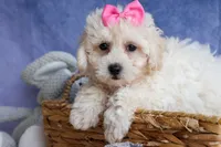 NANCY, a female Bichpoo for sale in Baltic, OH – 4 of 10