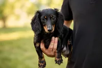 MAX, a male Miniature Dachshund for sale in Baltic, OH – 9 of 10
