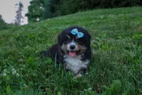 LINCOLN, a male Miniature American Shepherd for sale in Baltic, OH – 7 of 10