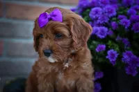 RUSTY, a male Cavapoo for sale in Baltic, OH – 6 of 10