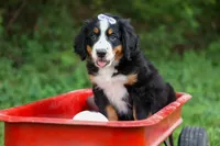 SOPHIE, a female Bernese Mountain Dog for sale in Baltic, OH – 5 of 10