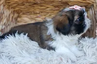 SALLY, a female Shih Tzu for sale in Baltic, OH – 4 of 10