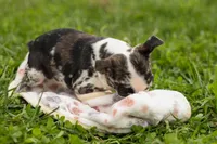 BRANDY, a female Frenchton for sale in Baltic, OH – 2 of 10