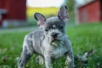 MINDY, a male Frenchton for sale in Baltic, OH – 4 of 9