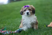 NELLY, a female Pembroke Welsh Corgi and Poodle - Miniature  for sale in Baltic, OH – 10 of 10