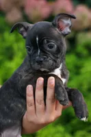 MAX, a male Frenchton for sale in Baltic, OH – 4 of 10