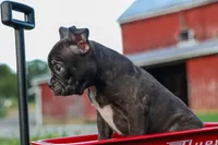 MAX, a male Frenchton for sale in Baltic, OH – 2 of 10