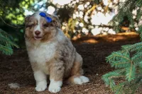 LEO, a male Miniature American Shepherd for sale in Baltic, OH – 6 of 10