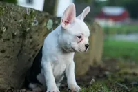 MOLLY, a male Frenchton for sale in Baltic, OH – 3 of 9