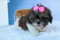 RUBY, a female Shih Tzu for sale in Baltic, OH – 4 of 10