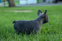 MILO, a male Frenchton for sale in Baltic, OH – 4 of 9