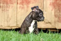 MAX, a male Frenchton for sale in Baltic, OH – 6 of 10