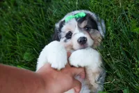 LANDON, a male Miniature American Shepherd for sale in Baltic, OH – 5 of 10