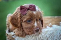 CHARLIE, a male Cavapoo for sale in Baltic, OH – 7 of 10