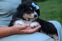 LINCOLN, a male Miniature American Shepherd for sale in Baltic, OH – 3 of 10
