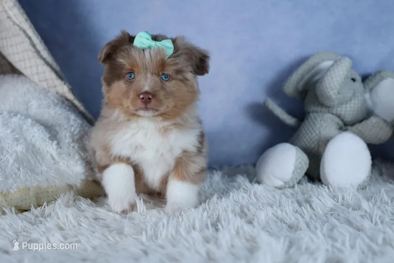 EMMA – Miniature American Shepherd puppy for sale in Baltic, OH