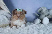 EMMA, a female Miniature American Shepherd for sale in Baltic, OH – Photo 7 of 10