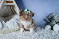 EMMA, a female Miniature American Shepherd for sale in Baltic, OH – Photo 3 of 10