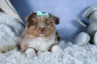 EMMA, a female Miniature American Shepherd for sale in Baltic, OH – Photo 6 of 10