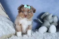 EMMA, a female Miniature American Shepherd for sale in Baltic, OH – Photo 4 of 10