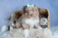 EMMA, a female Miniature American Shepherd for sale in Baltic, OH – Photo 10 of 10