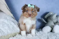 EMMA, a female Miniature American Shepherd for sale in Baltic, OH – Photo 5 of 10