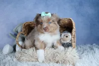 EMMA, a female Miniature American Shepherd for sale in Baltic, OH – Photo 2 of 10