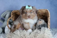 EMMA, a female Miniature American Shepherd for sale in Baltic, OH – Photo 8 of 10