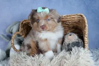 EMMA, a female Miniature American Shepherd for sale in Baltic, OH – Photo 9 of 10