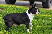 MAX, a male Frenchton for sale in Baltic, OH – 10 of 10