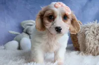 RHODA, a female Cavachon for sale in Baltic, OH – 5 of 10