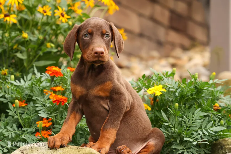 DUKE – Doberman Pinscher puppy for sale in Baltic, OH