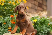 DUKE, a male Doberman Pinscher for sale in Baltic, OH – 1 of 10