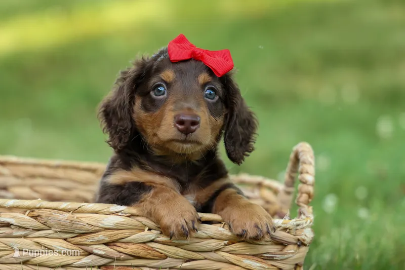 MURPHY – Miniature Dachshund puppy for sale in Baltic, OH