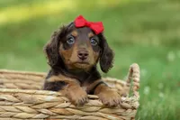 MURPHY, a male Miniature Dachshund for sale in Baltic, OH – 1 of 10