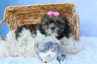 RUBY, a female Shih Tzu for sale in Baltic, OH – 1 of 10