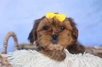 RANDY, a male Shorkie for sale in Baltic, OH – 3 of 9