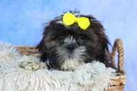 RUBBLE, a male Shih Tzu for sale in Baltic, OH – 5 of 10