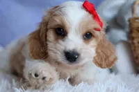 ROSCOE, a male Cavachon for sale in Baltic, OH – 8 of 10