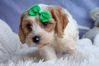 RANDY, a male Cavachon for sale in Baltic, OH – 6 of 10