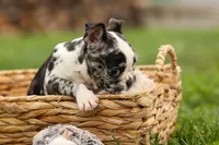 BRANDY, a female Frenchton for sale in Baltic, OH – 4 of 10