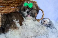 RUSTY, a male Shih Tzu for sale in Baltic, OH – 9 of 10