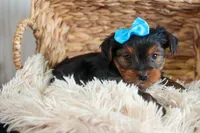 CHARLIE, a male Yorkshire Terrier for sale in Baltic, OH – Photo 5 of 10