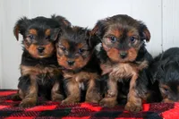 CHARLIE, a male Yorkshire Terrier for sale in Baltic, OH – Photo 2 of 10